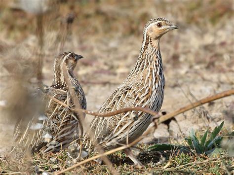 stubble quail